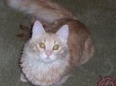 Tureck� Angora