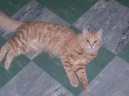 Ko�ky:  > Tureck� Angora (Turkish Angora Cat)