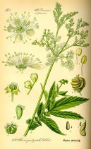Pokojov� rostliny:  > Tu�ebn�k Jilmov� (Filipendula ulmaria)