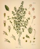 Pokojov� rostliny:  > Tymi�n Obecn� (Thymus vulgaris)
