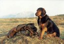 Ps� plemena:  > Tyrolsk� honi� (Tiroler Bracke, Tyrolean Hound)