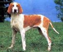 :  > Velk� francouzsko-anglick� b�lo-oran�ov� honi� (Great Anglo-French White and Orange Hound)