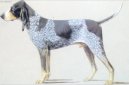 :  > Velk� modr� gasko�sk� honi� (Grand bleu de Gascogne)