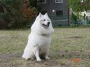 :  > N�meck� �pic velk� (Deutscher spitz - Grossspitz, German Spitz � Giant Spitz)