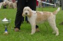 :  > Velk� vend�esk� hrubosrst� honi� (Grand griffon vandeen)
