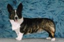 :  > Vel�korgi Cardigan (Welsh Corgi Cardigan)