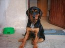 :  > Ven�en� psa (B�hem proch�zky jej m��e p�n vychov�vat i cvi�it)
