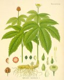 :  > Vodilka Kanadsk� (Hydrastis canadensis)