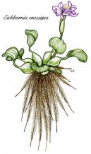 :  > Vodn� hyacint (Eichhornia crassipes)