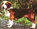 :  > Westf�lsk� jezev��kovit� honi� (Westphalian Dachsbracke)