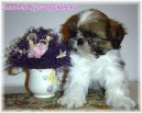 :  > Z�klady p��e o �t���tko (Living with your puppy)