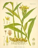 :  > Z�zvor L�ka�sk� (Zingiber officinalis)