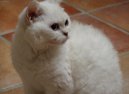 :  > Zbarven� Tabby-point (Tabby-point)