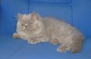 :  > Zbarven� Torti-point (Torti-point)
