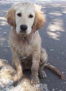 :  > Zlat� retr�vr (Golden Retriever)