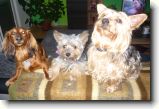 Foto: ps�ci z Brunt�lu