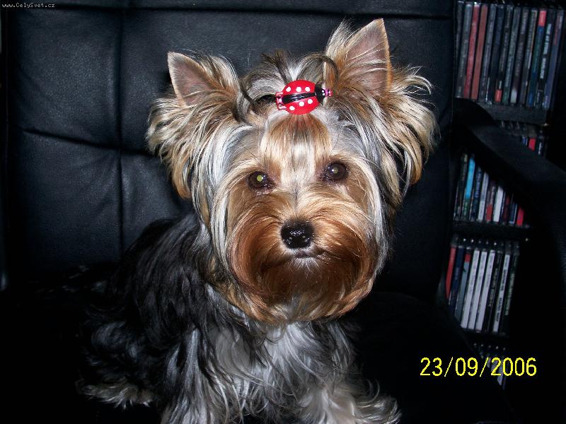 Foto: Bessy