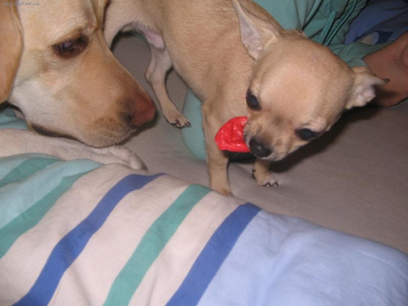 Foto: Megie + Sammy