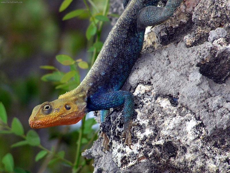 Foto: Agama