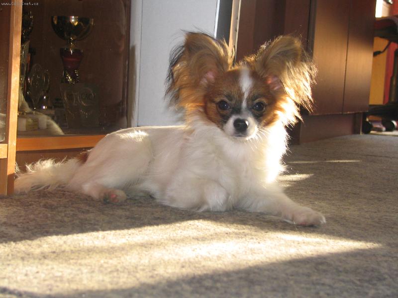 Foto: Esinka