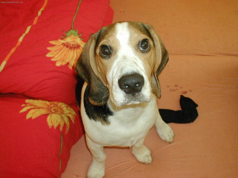 Foto: Jeff-Jeff