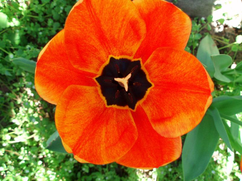 Foto: tulip�n