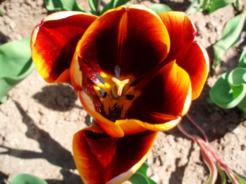 Foto: tulip�n