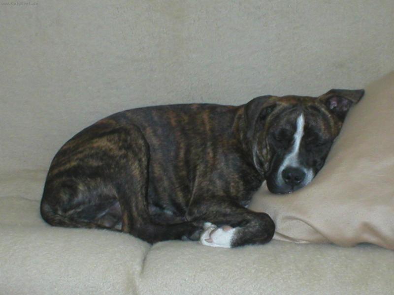 Foto: brut