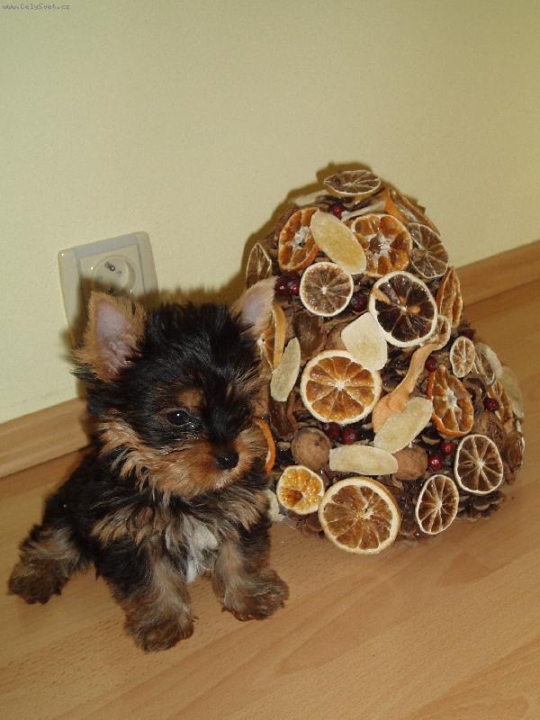 Foto: Chanelka