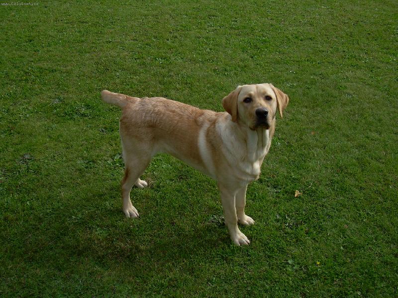 Foto: Brody-Brody