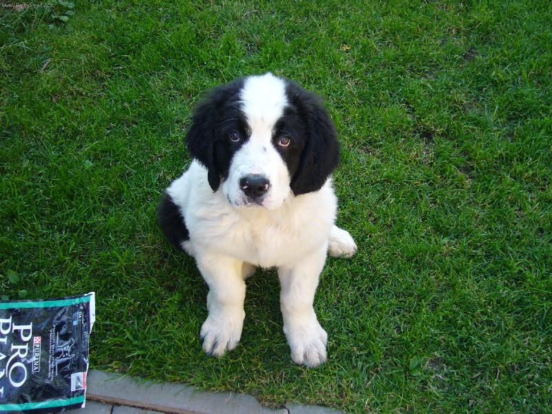 Foto: Barney