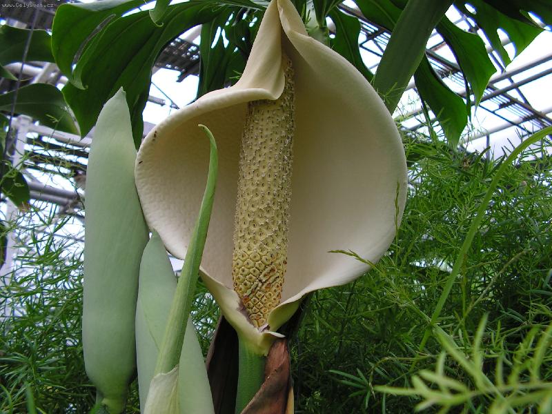 Foto: MONSTERA