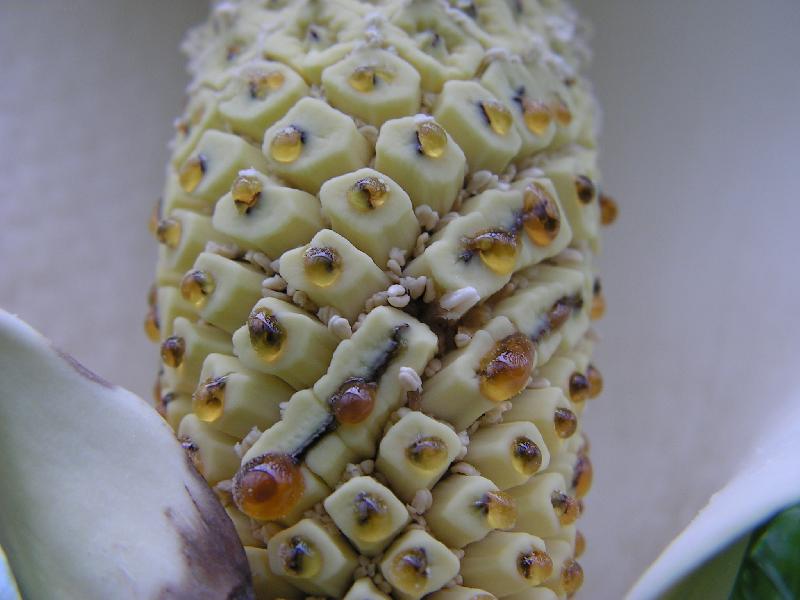 Foto: MONSTERA