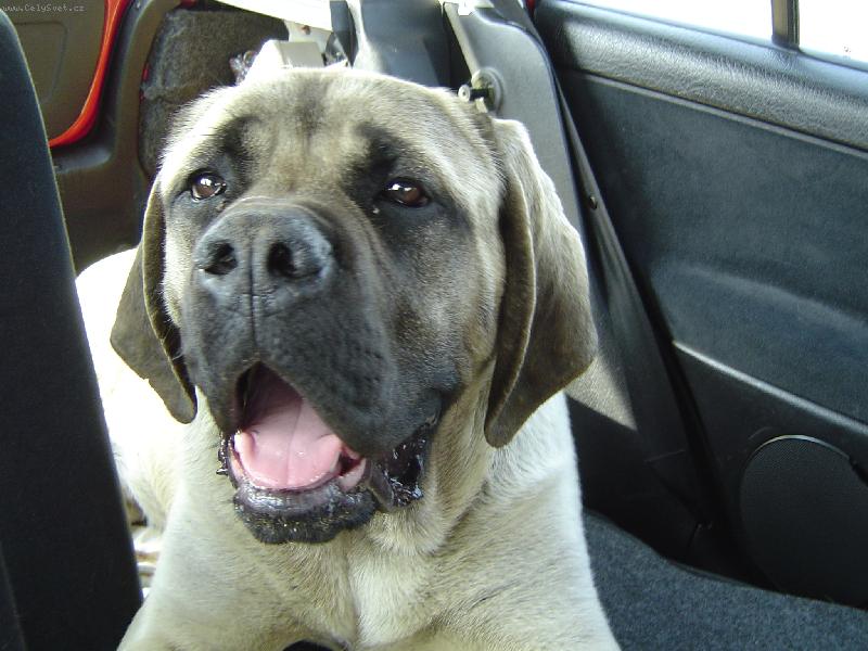 Foto: Amadeus