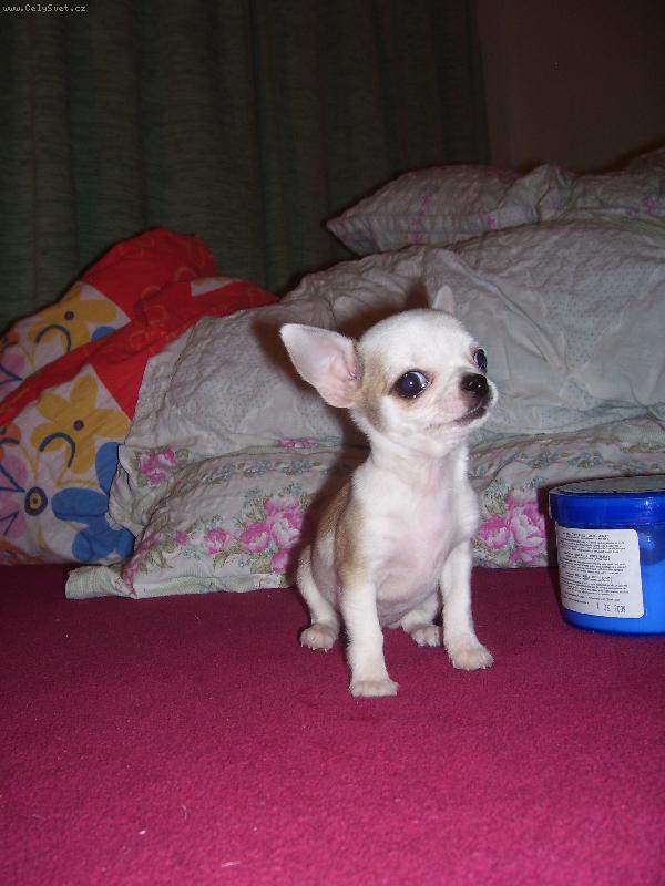 Foto: Lilly