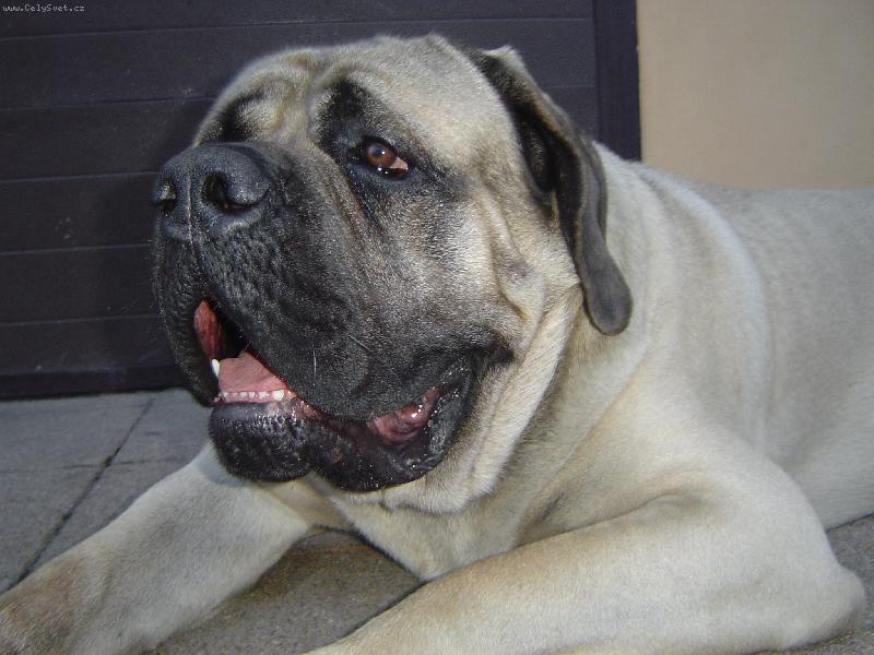 Foto: Amadeus