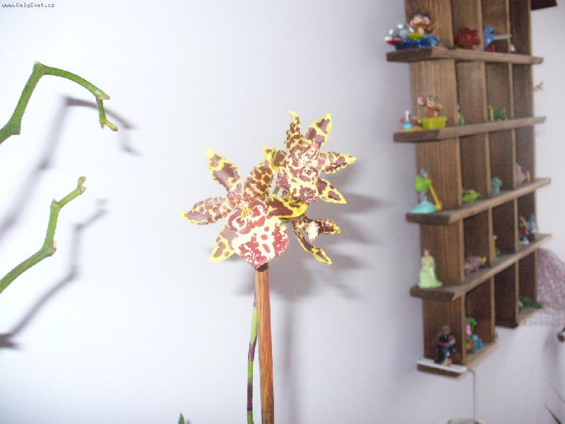 Foto: orchidej