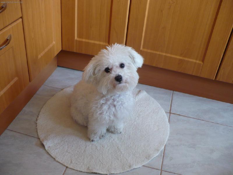 Foto: Lili-Kuk...