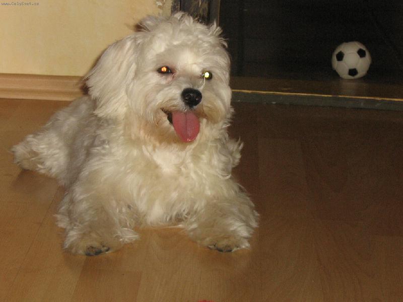 Foto: Timmy