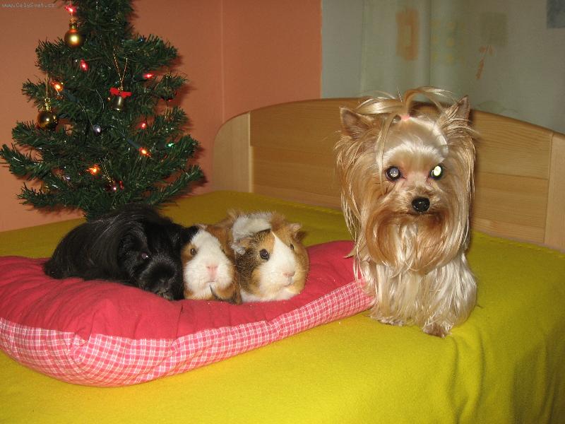 Foto: kamar�di