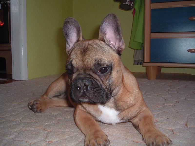 Foto: Baffy