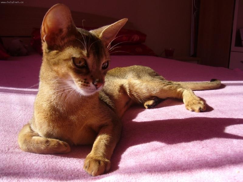 Foto: Cookie