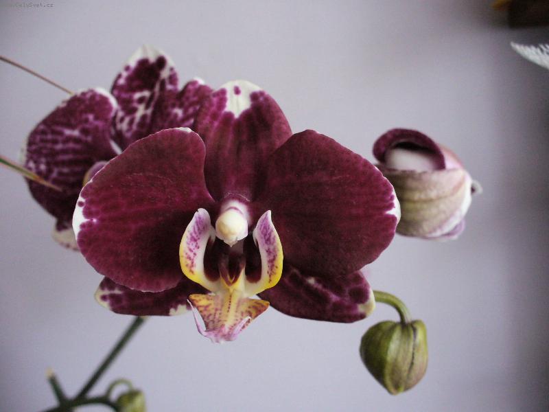 Foto: phalanopsis