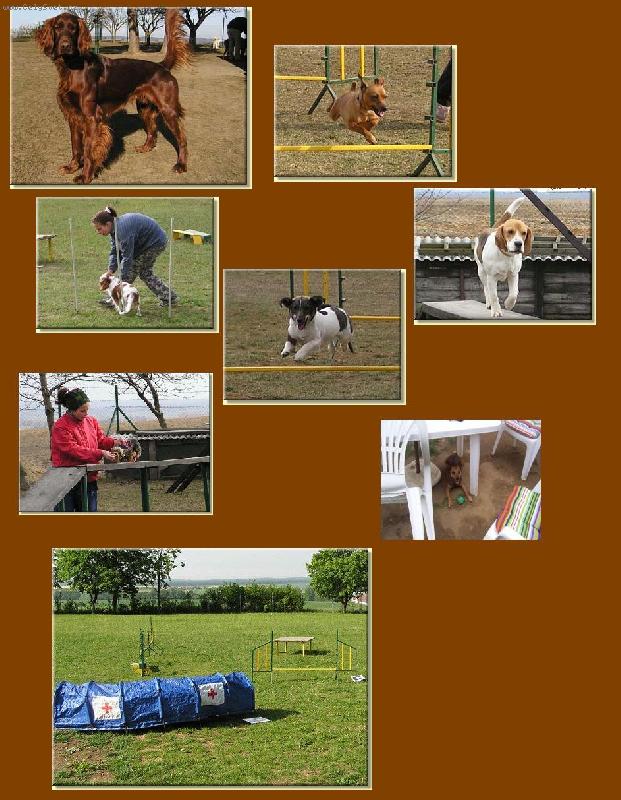 Foto: agility