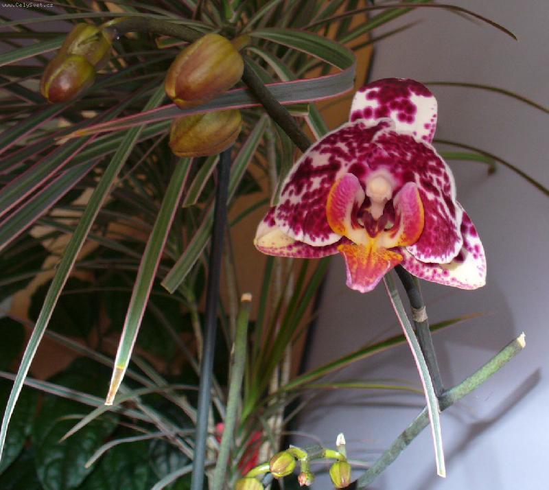 Foto: phalanopsis
