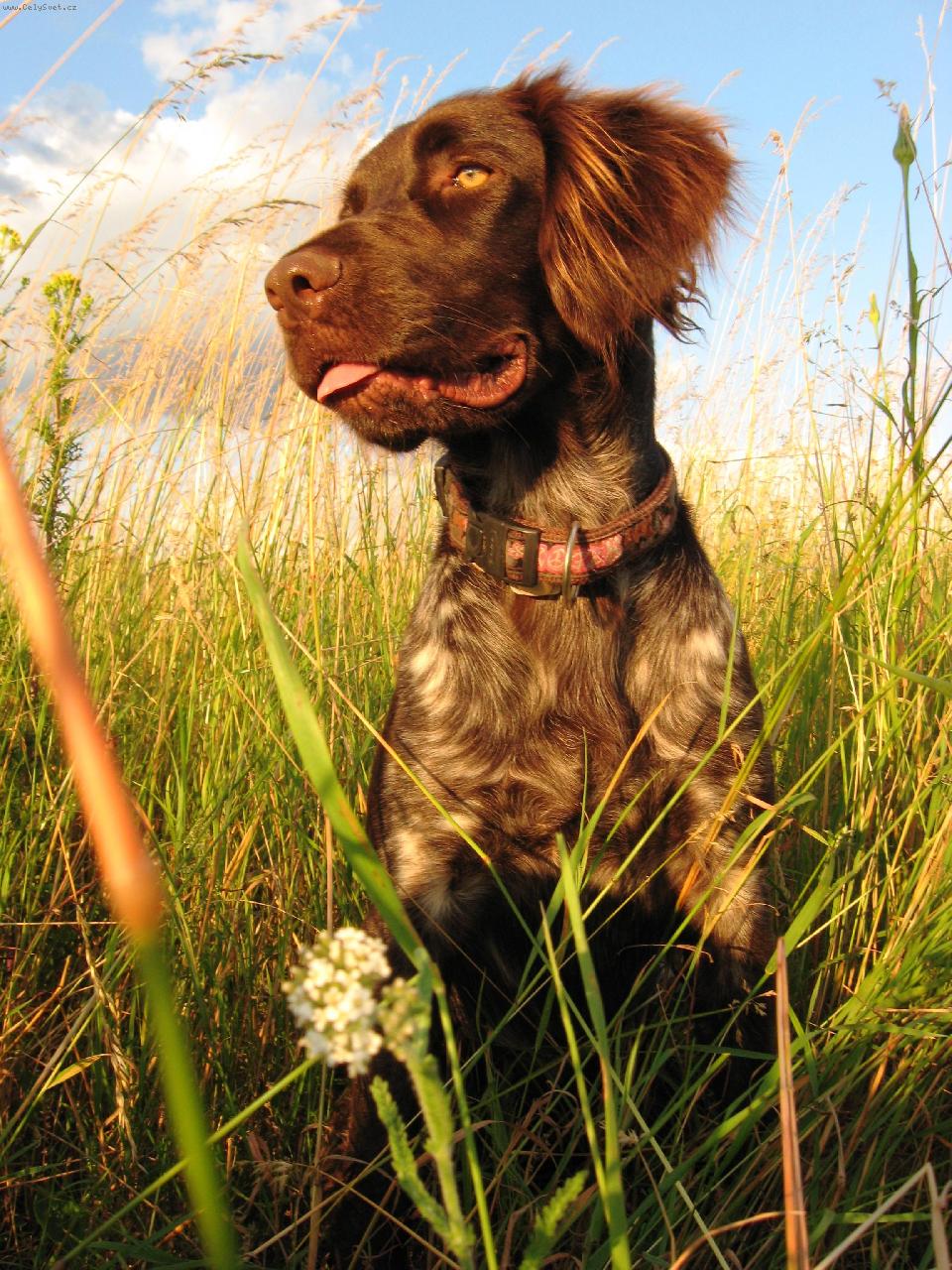 Foto: Dorka