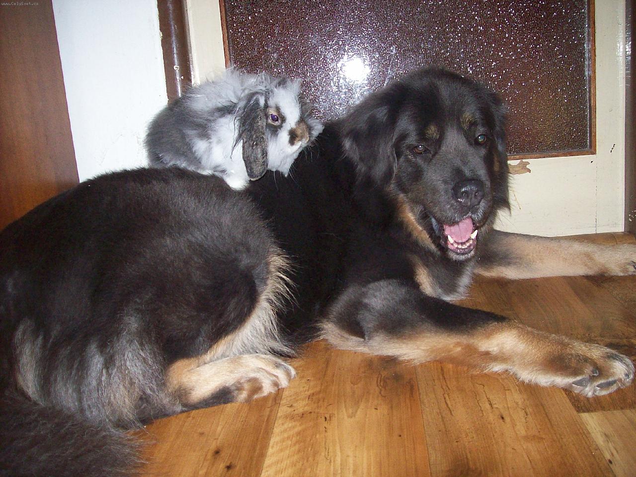 Foto: .... spolu je n�m dob�e .....-kr�l�k adopoval psa, nebo snad naopak....?