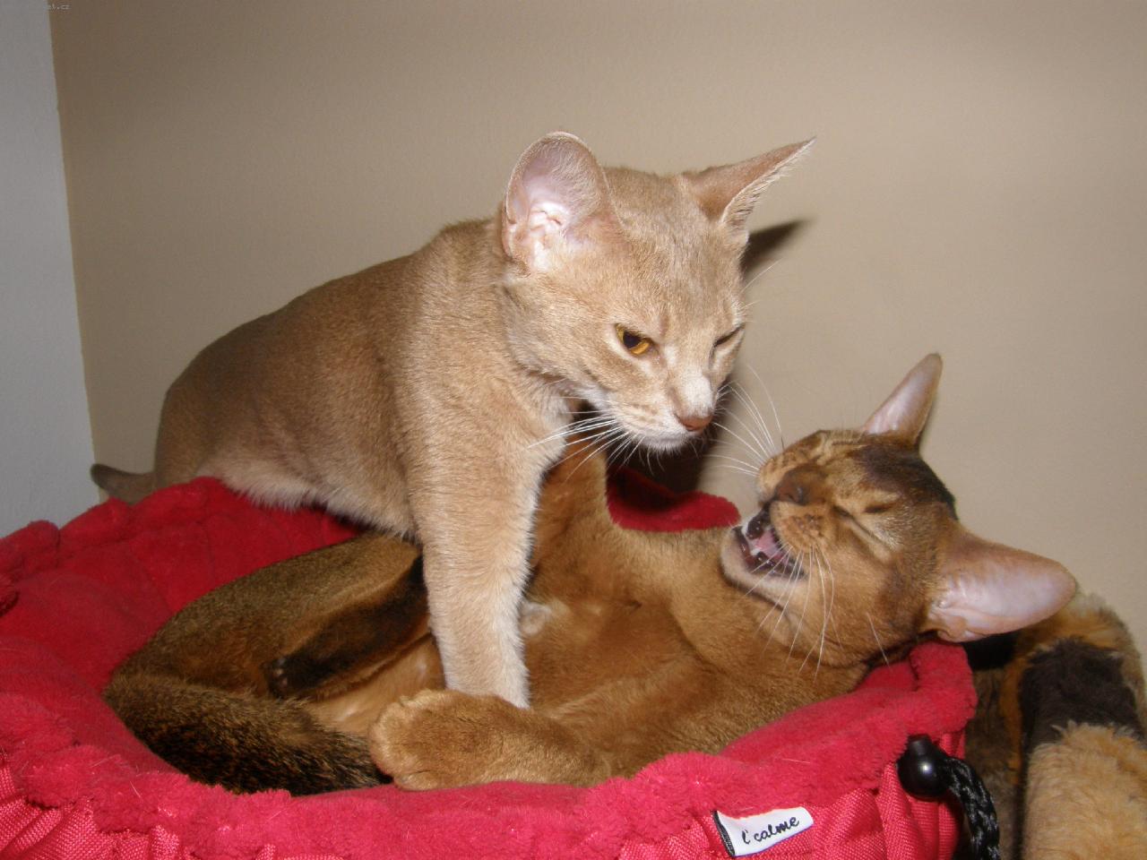 Foto: Zooey Jimmy-CHS Glitter Sirius