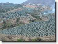 Plant�e ag�ve