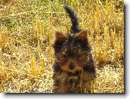 strni�t�